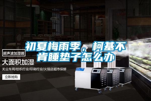 初夏梅雨季，柯基不肯睡墊子怎么辦
