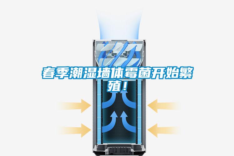 春季潮濕墻體霉菌開(kāi)始繁殖！