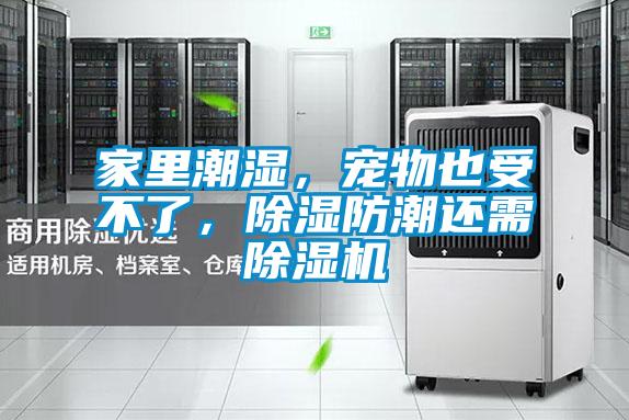 家里潮濕,寵物也受不了,除濕防潮還需除濕機